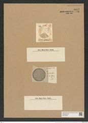 Coscinodiscus apiculatus Ehr. (de-Toni-Nr.: Genus 202, Species 5078) Zeichnungen Sammlung Grunow Nr. 8827 (NHMW-BOT-W0378446)